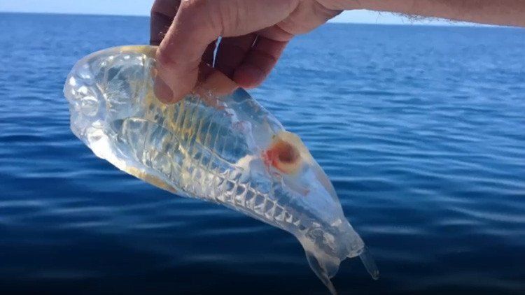 Esta sorprendente criatura habita los océanos de nuestro planeta