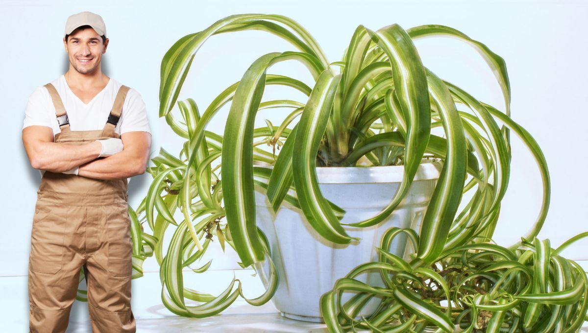 El truco casero para cuidar la planta araña según los viveristas&nbsp;
