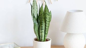 Suculentas XXL: cómo transformar tu hogar con plantas que aportan diseño y calidez Suculentas XXL: cómo transformar tu hogar con plantas que aportan diseño y calidez