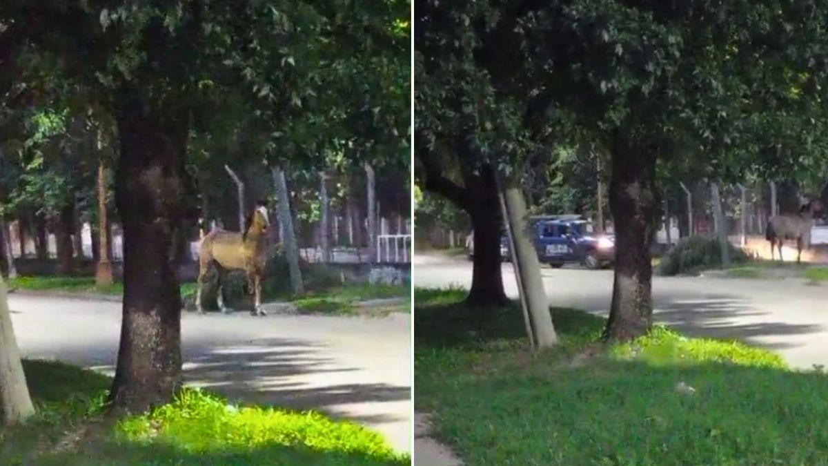 El caballo suelto generó un importante operativo policial en el barrio.