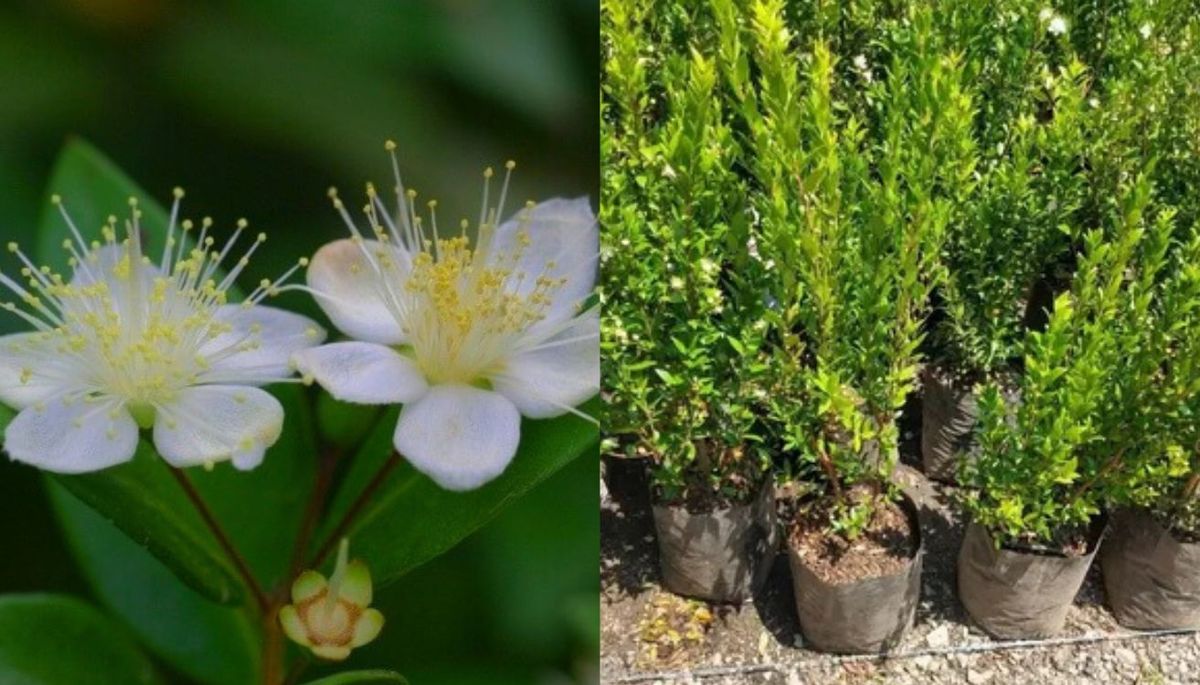 Esta planta es originaria de la cuenca Mediterránea. Imagen: composición Diario UNO.