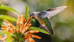 colibrí, jardín, picaflor