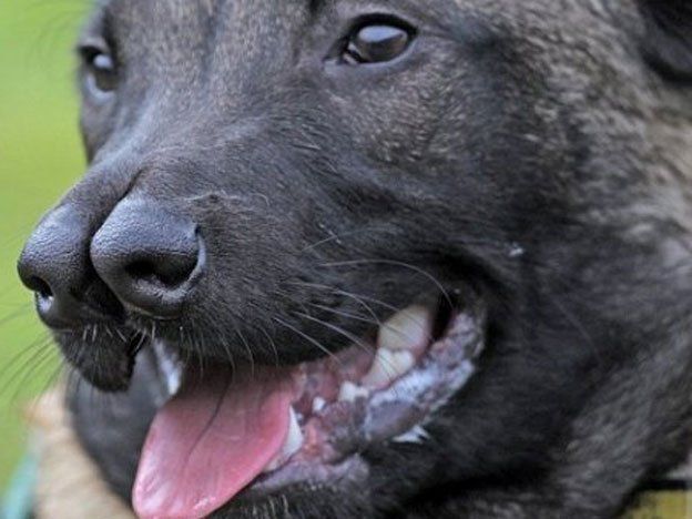 La conmovedora historia del perro huérfano con dos narices