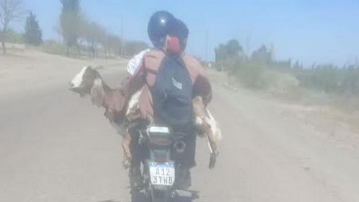 El robo de cabras ocurrió en Lavalle. Dos hombres fueron detenidos cuando intentaron escapar con los animales en moto. El robo de cabras ocurrió en Lavalle. Dos hombres fueron detenidos cuando intentaron escapar con los animales en moto.