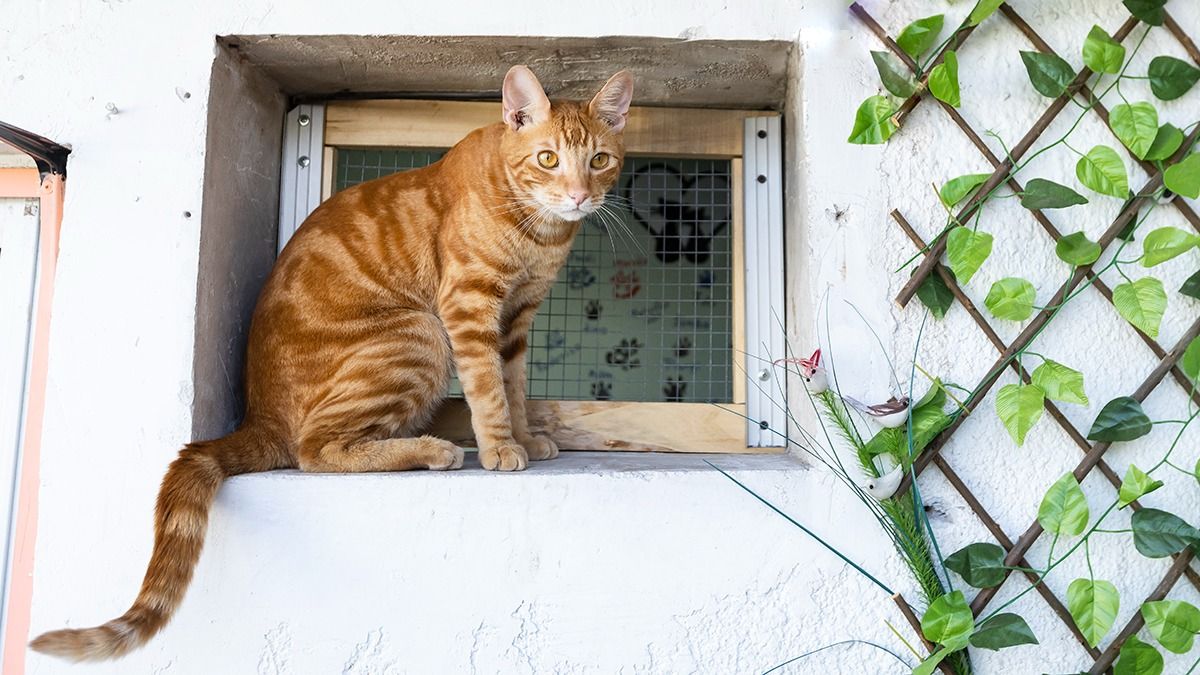 Con estos trucos caseros evitarás que los gatos regresen a tu hogar, de una manera respetuosa y empática. Con estos trucos caseros evitarás que los gatos regresen a tu hogar, de una manera respetuosa y empática.