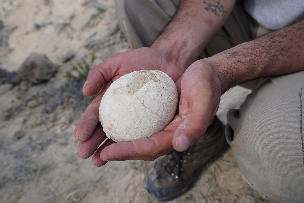 El huevo hallado por los científicos del Conicet podría pertenecer a un dinosaurio carnívoro y tener aproximadamente, 70 millones de años. El huevo hallado por los científicos del Conicet podría pertenecer a un dinosaurio carnívoro y tener aproximadamente, 70 millones de años.