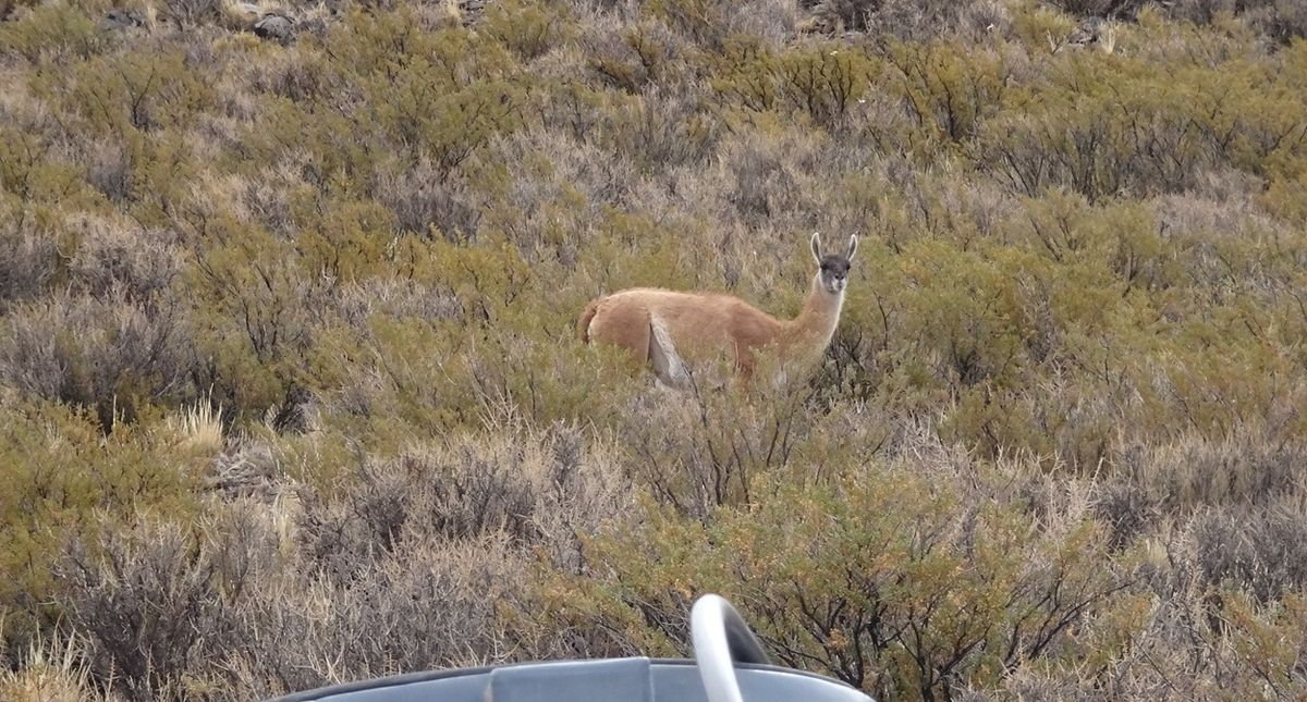 Cuando terminó el primer día de audiencia, una tropilla de guanacos se dejó ver en las inmediaciones del cerro San Jorge.