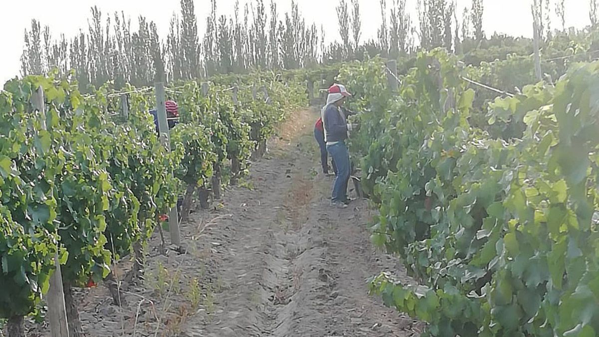 Comenzó la cosecha 2021, una finca de Medrano entre las primeras&nbsp;