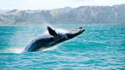 Tragedia en el océano: las ballenas siguen apareciendo muertas en California y México