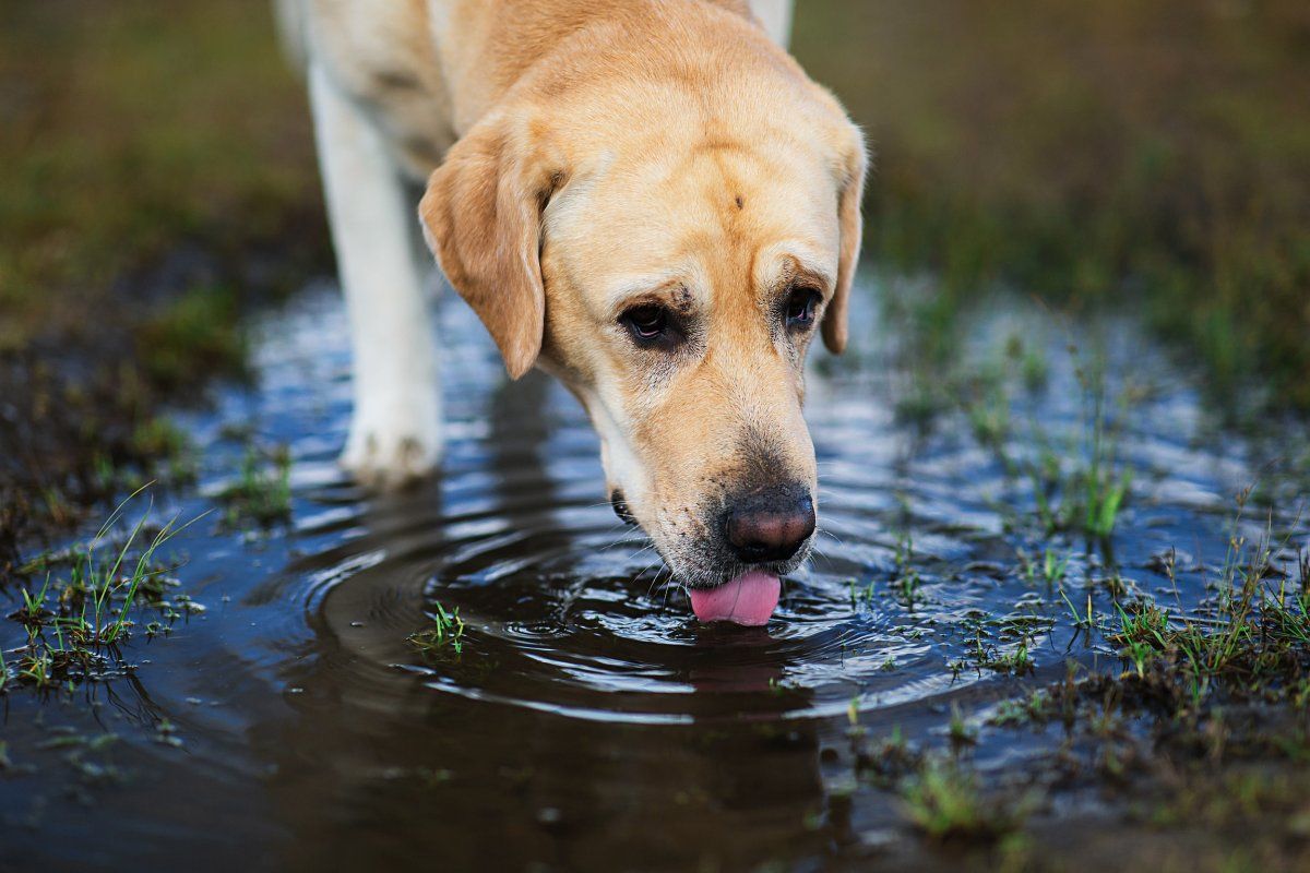 Los perros nunca deberían beber agua de charcos.