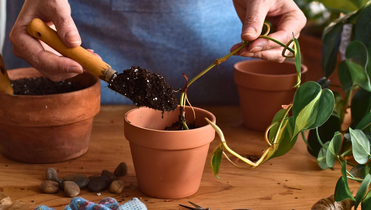 Con algunos tallos y hojas se pueden crear nuevas plantas de potus.&nbsp;