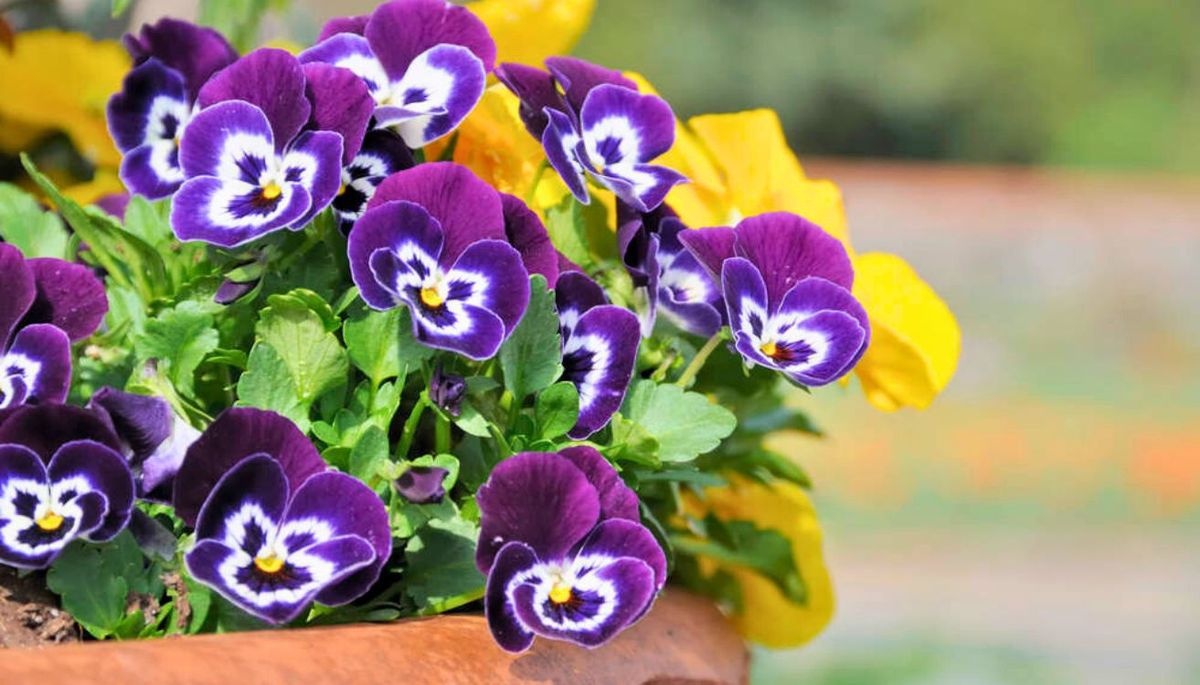 Llena tu jardín con flores de pensamientos. Imagen: Freepik