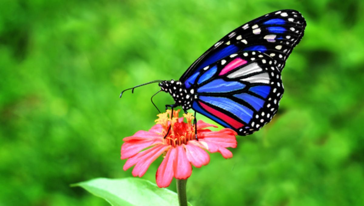 Las mariposas se ven atraídas por esta planta y embellecerán tu jardín. Las mariposas se ven atraídas por esta planta y embellecerán tu jardín.