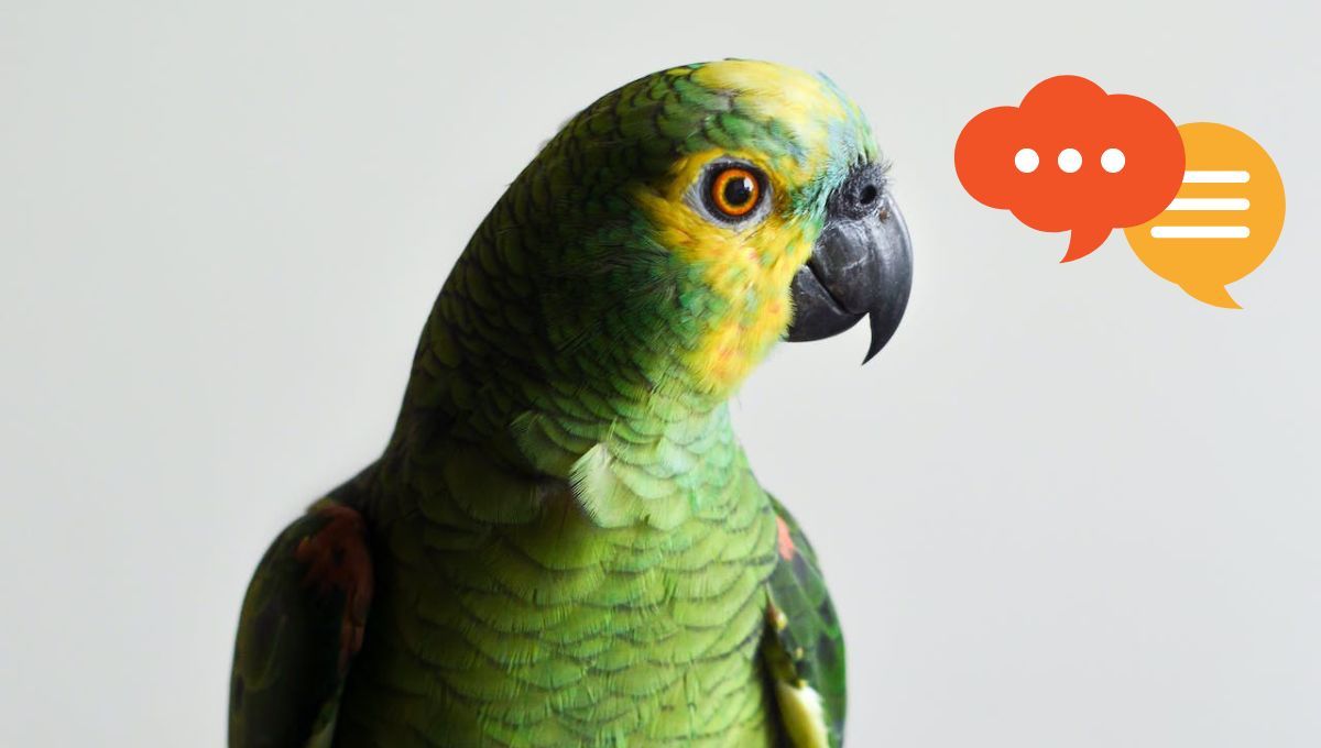 Loro viejo no aprende a hablar, qué significa este refrán