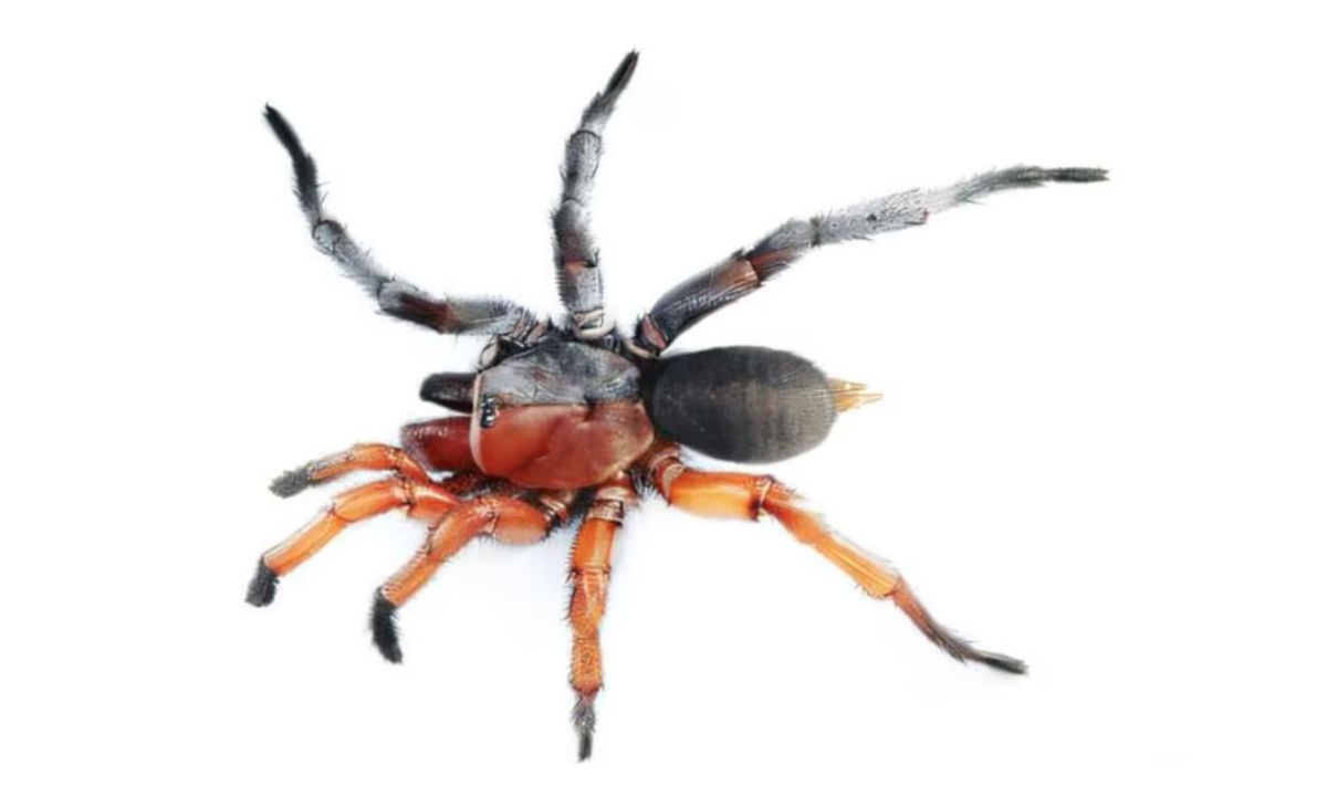 Intersexual. La comunidad cient&iacute;fica est&aacute; sorprendida por el hallazgo de una ara&ntilde;a con rasgos masculinos y femeninos.&nbsp;