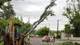 Preocupa la caída de la forestación en Mendoza