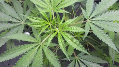 La exposición al cannabis en adolescentes es un factor de riesgo para enfermedades mentales graves.