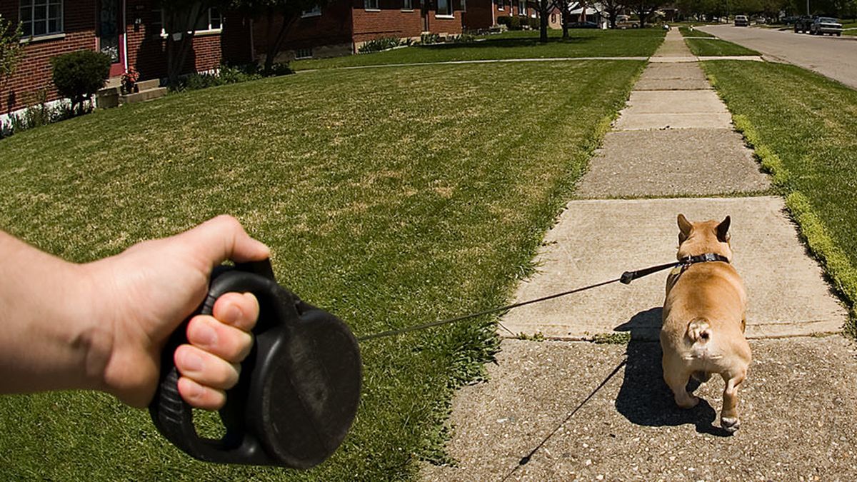 ¿sacar A Pasear Al Perro Mejora La Salud 