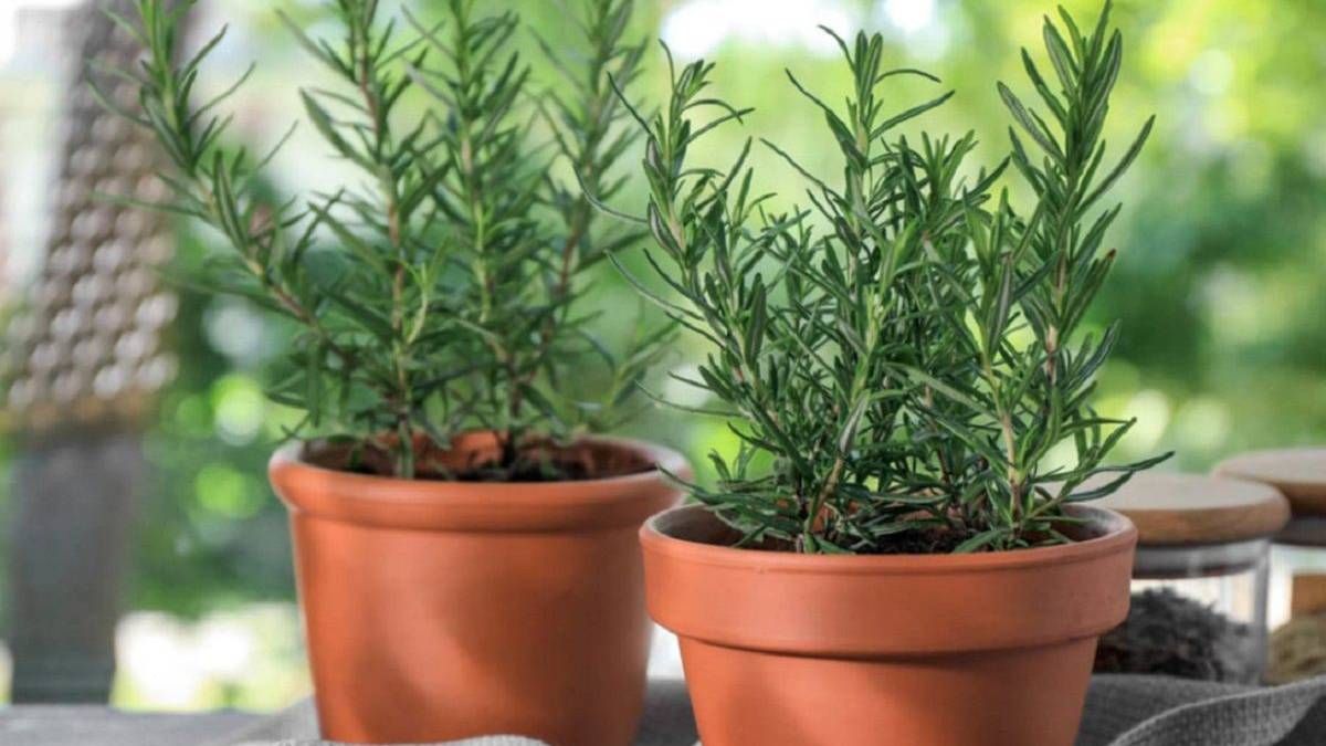 Feng Shui: dónde ubicar tu planta de romero para atraer dinero Feng Shui: dónde ubicar tu planta de romero para atraer dinero