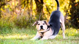 El hecho de que tu perro se estire no tiene nada de malo. El hecho de que tu perro se estire no tiene nada de malo.