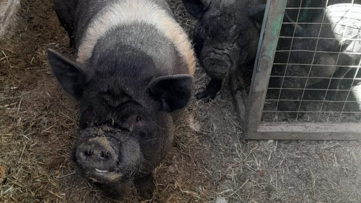 Se secuestraron 3 chanchos. Se secuestraron 3 chanchos.