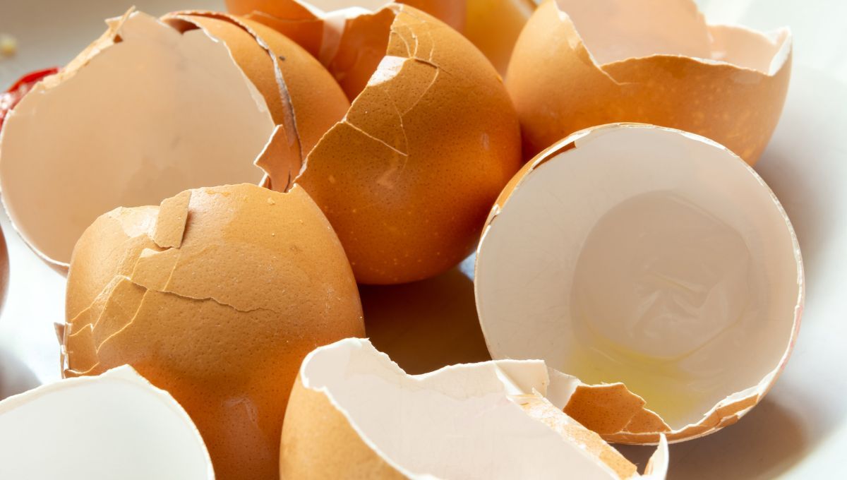 Cáscaras de huevo. Cáscaras de huevo. 