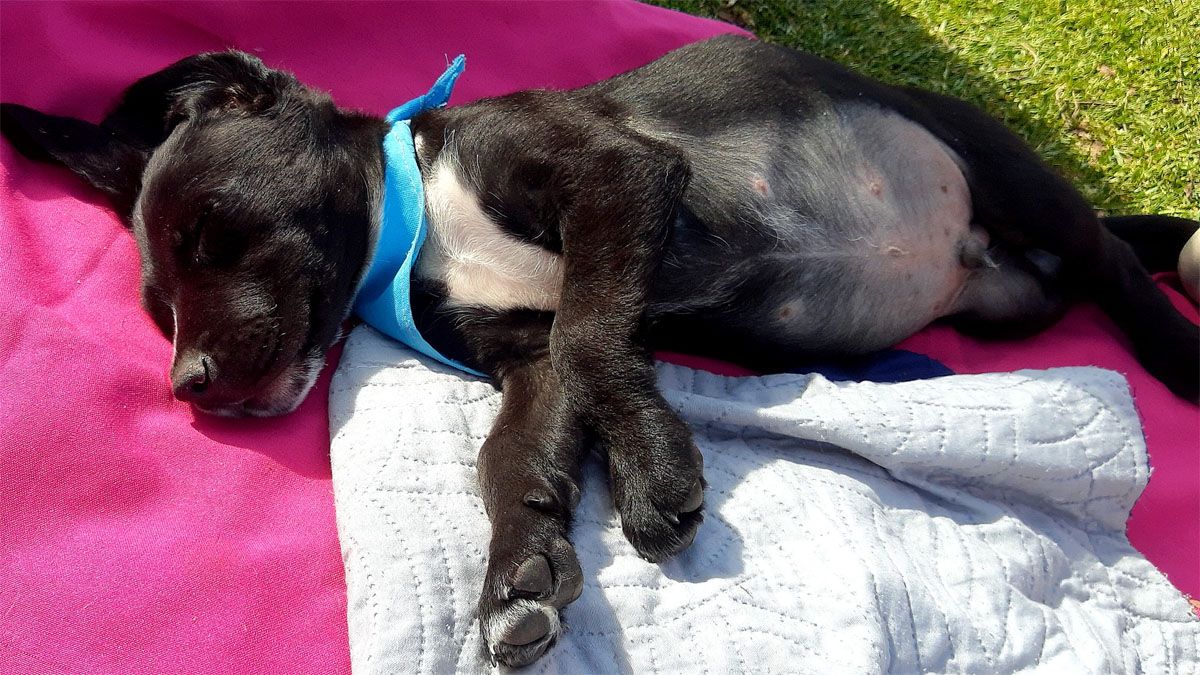 Muchos de los perritos que buscan una familia, permanecen muy relajados en las jornadas, y aprovechan el sol para dormie una siestita