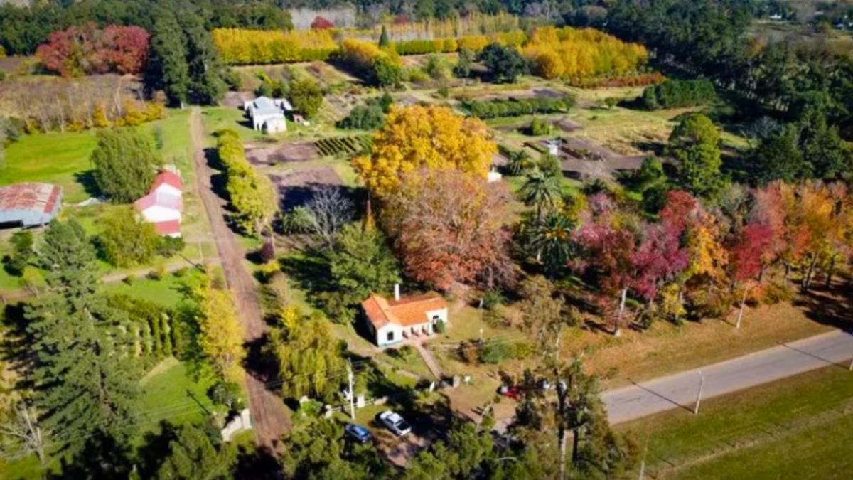 Incalculable cantidad de &aacute;rboles en este pueblo.