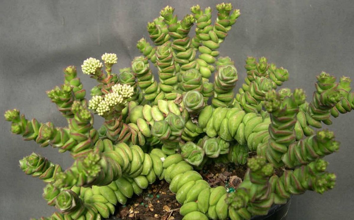 Entre las plantas de interior existen algunas suculentas que son ideales para esos espacios más oscuros. Entre las plantas de interior existen algunas suculentas que son ideales para esos espacios más oscuros.