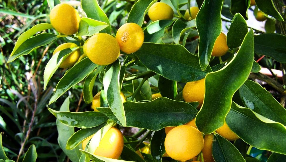 La sobrecarga de frutos puede hacer que el árbol limonero expulse algunos limones. La sobrecarga de frutos puede hacer que el árbol limonero expulse algunos limones. 