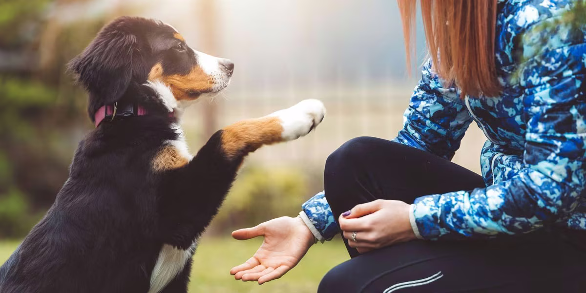 No es dar la pata: el sencillo truco que revelará si tu mascota es diestra o zurda No es dar la pata: el sencillo truco que revelará si tu mascota es diestra o zurda