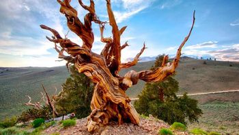 El árbol más viejo del mundo: cuántos años tiene y por qué nadie puede encontrarlo