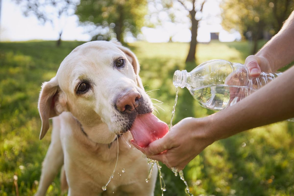 Procura que los perros tomen mucha agua