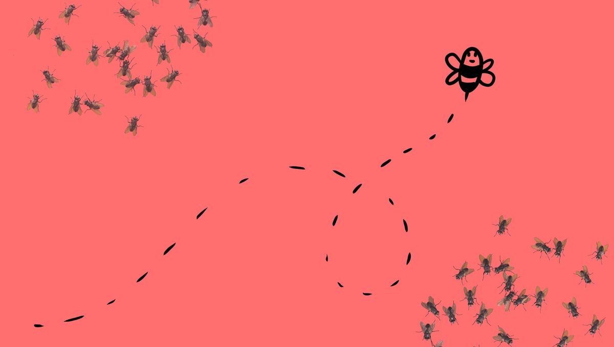 Filosofía árabe: qué significa Un puñado de abejas vale más que un saco de moscas