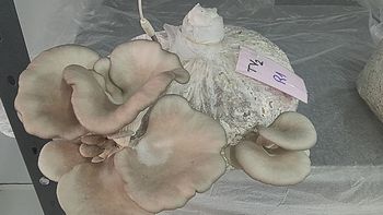 INTA Mendoza cultiva hongos que pueden reemplazar a la carne y se alimentan con residuos de la vid INTA Mendoza cultiva hongos que pueden reemplazar a la carne y se alimentan con residuos de la vid