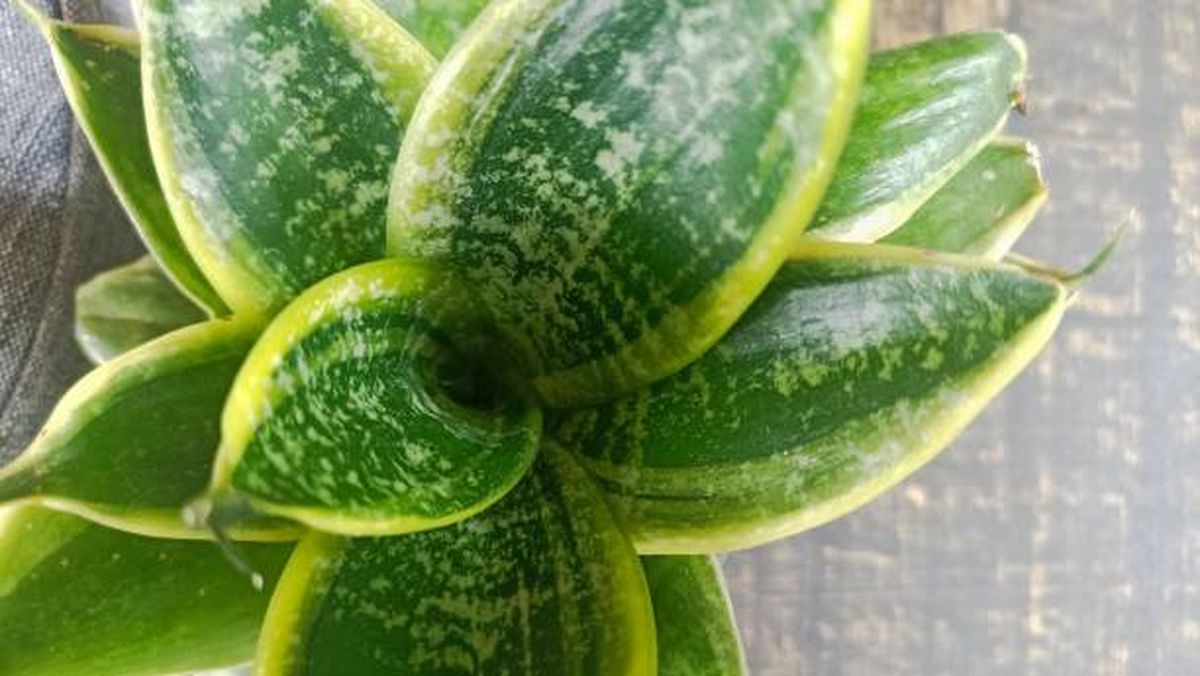 Así debes cuidar tu sansevieria en primavera. Así debes cuidar tu sansevieria en primavera.