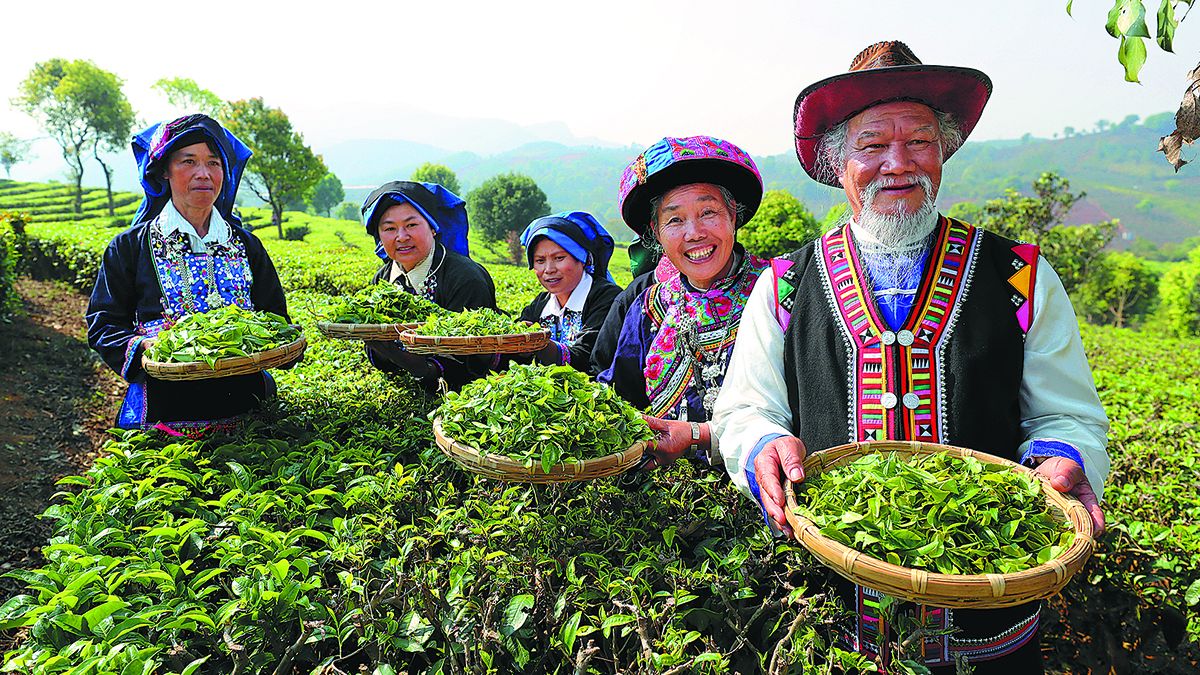 Los productores de té disfrutan de una buena cosecha en sus plantaciones en la ciudad de Pu’er, provincia de Yunnan. ZHANG WEI / CHINA DAILY