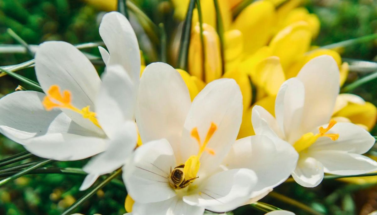 Este delicioso aromatizante de flores, transforma los espacios de tu hogar. Imagen: Pixabay