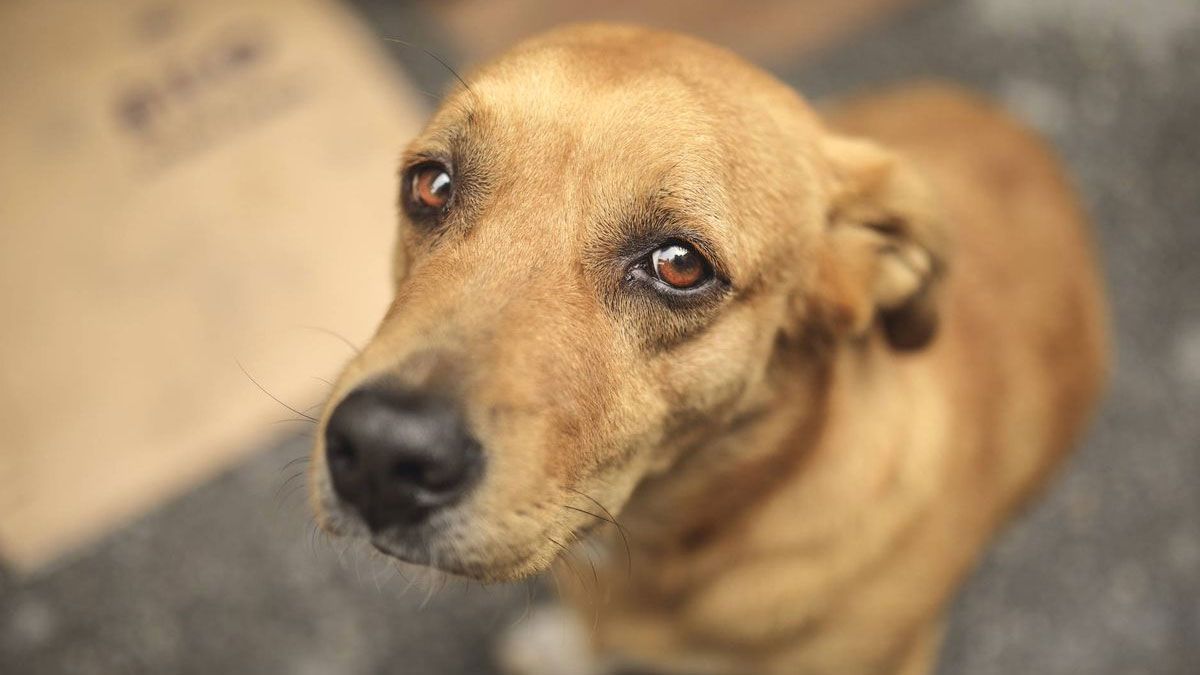 El perro puede llegar a entrar en pánico si no encuentra el camino de regreso a casa.