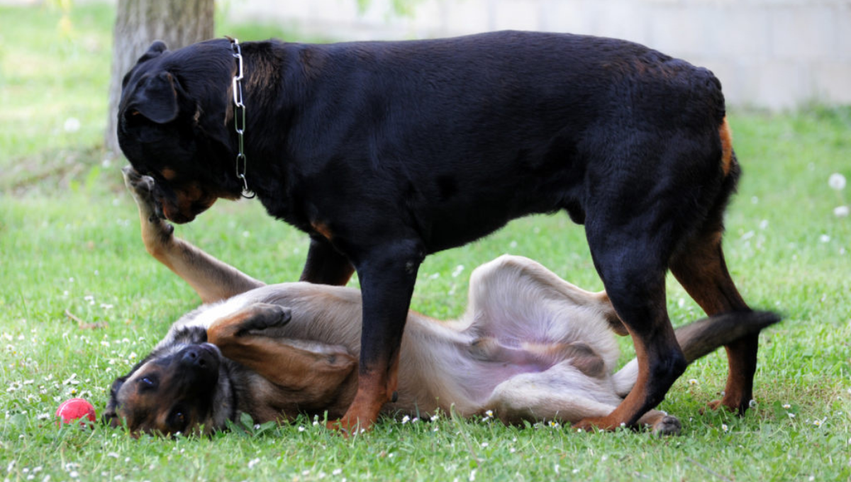 Qué significa que mi perro se tumbe cuando viene otro perro