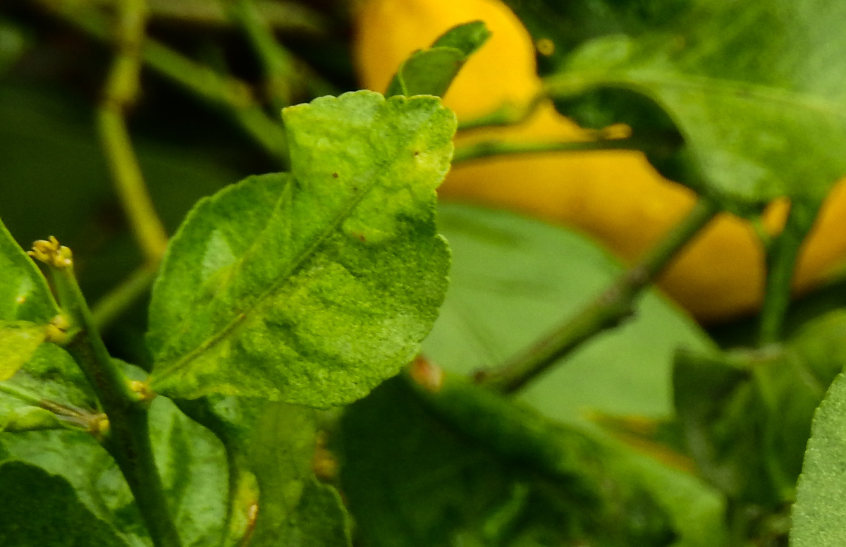 Por lo general, las hojas del árbol limonero suelen ser verdes, aunque la tonalidad puede modificarse Por lo general, las hojas del árbol limonero suelen ser verdes, aunque la tonalidad puede modificarse