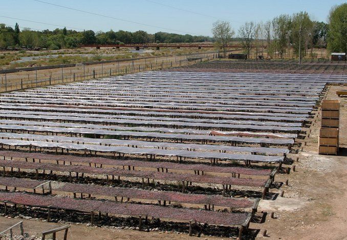 Extendieron el plazo para el registro de productores de ciruelas secas