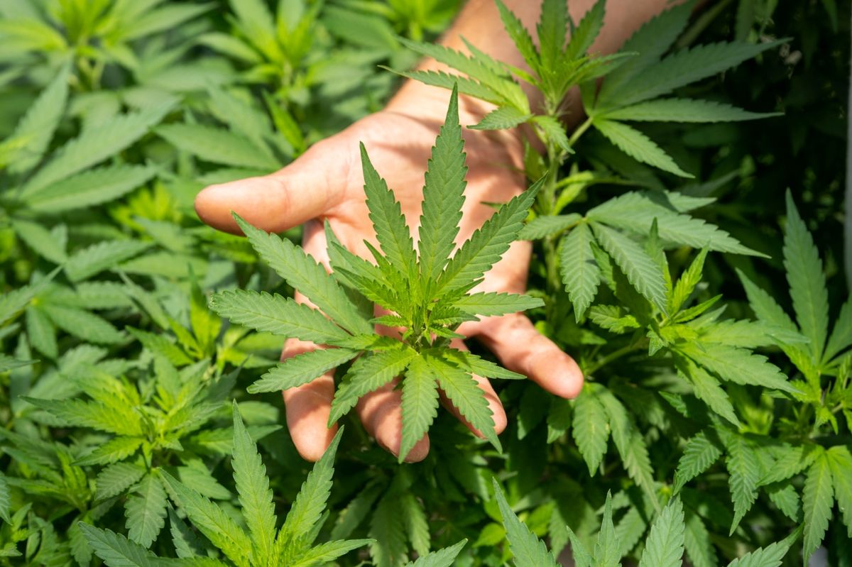 Un nuevo estudio determinó los peligros de la marihuana.