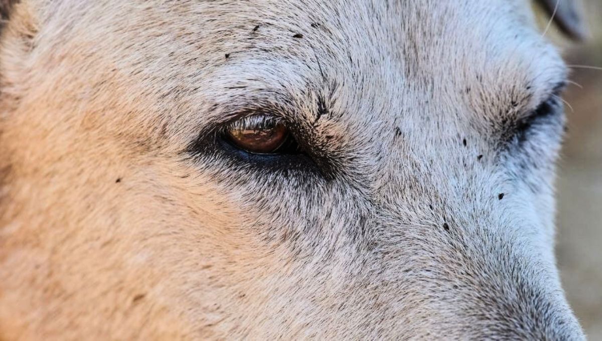 Los huevos de las pulgas pueden alojarse en el pelaje de tu mascota