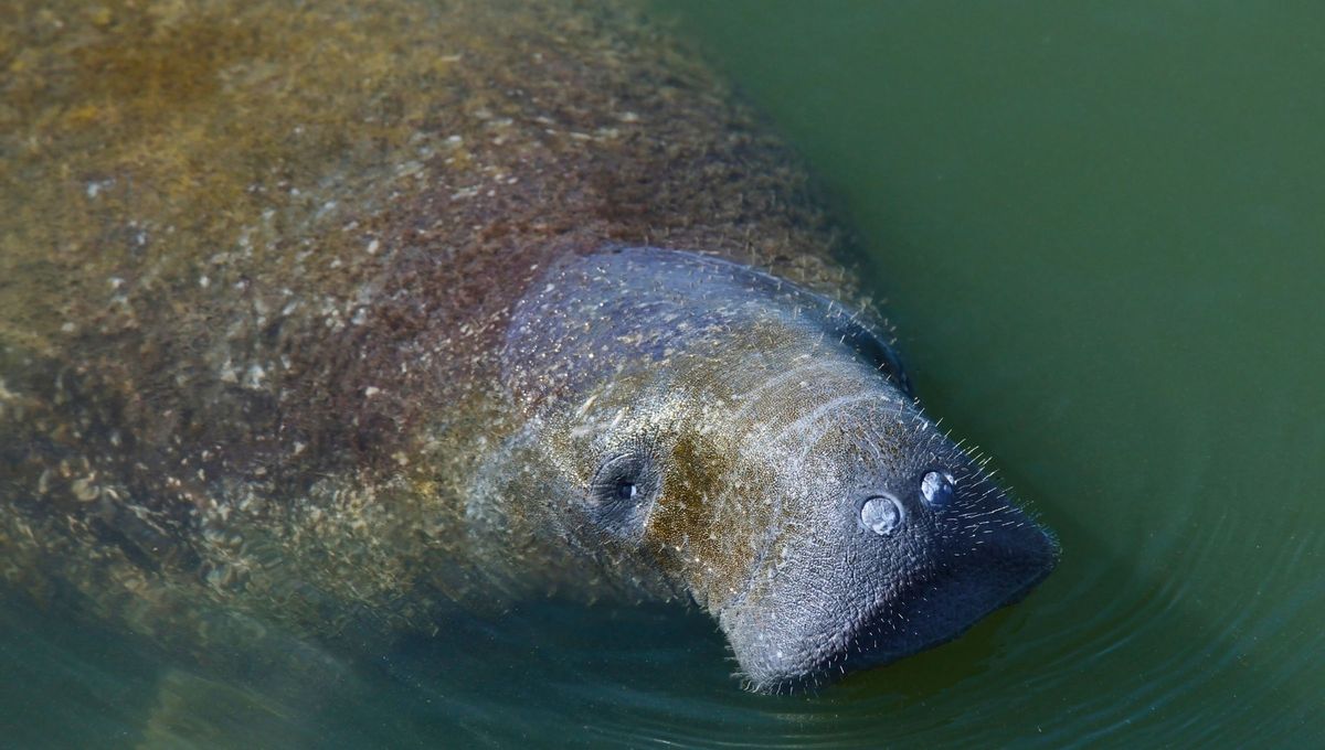 En la diversidad de la naturaleza, hay animales que adem&aacute;s de ser diferentes, tienen una extra&ntilde;eza que los hace &uacute;nicos. Tal como el manat&iacute;.