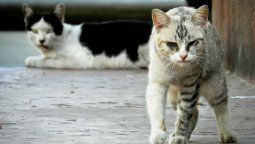 Afirman que los gatos portan un parásito que causa esquizofrenia en los humanos