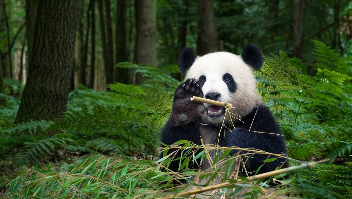 La diplomacia del panda se refiere a la práctica del gobierno chino de regalar o prestar pandas gigantes a otros países como símbolo de amistad, buena voluntad o para fortalecer las relaciones diplomáticas. La diplomacia del panda se refiere a la práctica del gobierno chino de regalar o prestar pandas gigantes a otros países como símbolo de amistad, buena voluntad o para fortalecer las relaciones diplomáticas. 