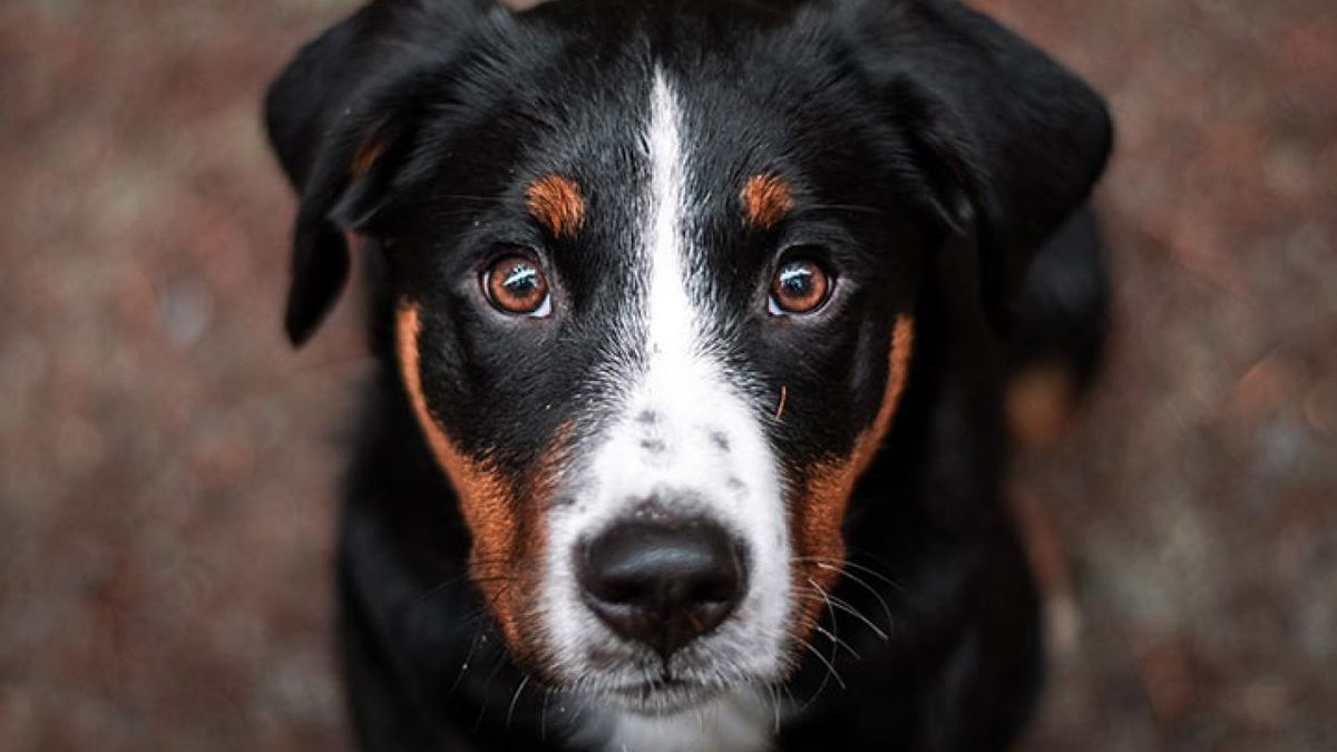 El descubrimiento demostró nuevamente la cercanía que tenemos con estos animales. El descubrimiento demostró nuevamente la cercanía que tenemos con estos animales.