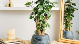 Este árbol encantador decora tu jardín o incluso el interior de tu casa.