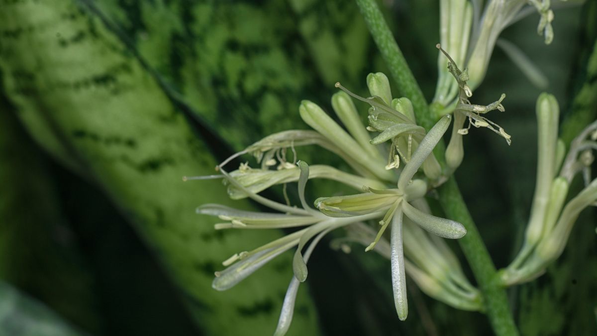Pocos lo saben: esto significa que una sansevieria tenga flores.